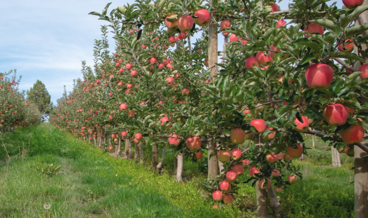 Apple Orchard