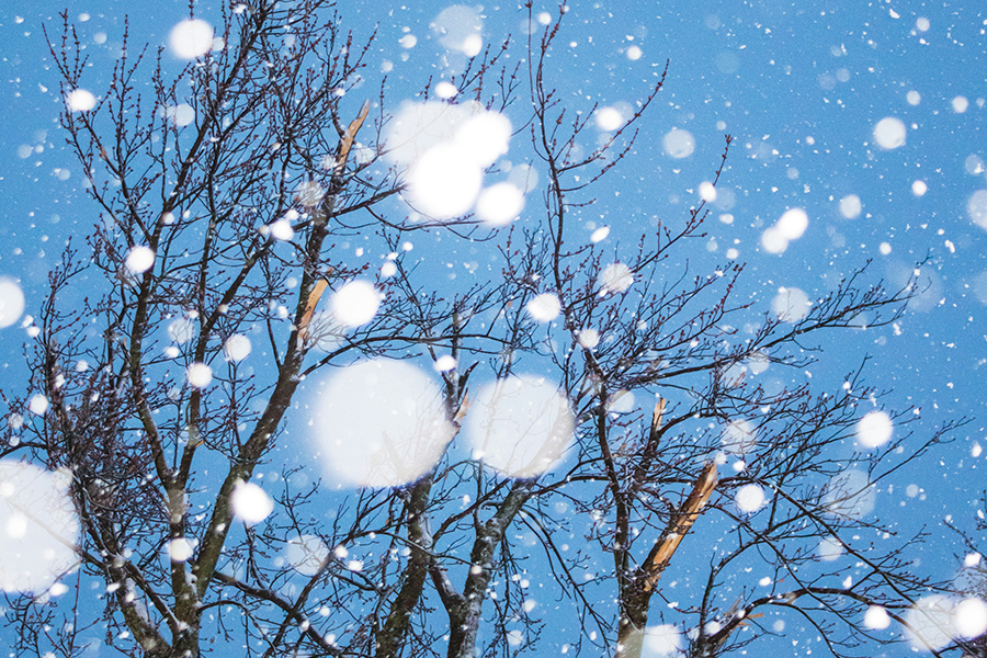 Winter Scene, Snow, Winter, Tree, Blue Sky