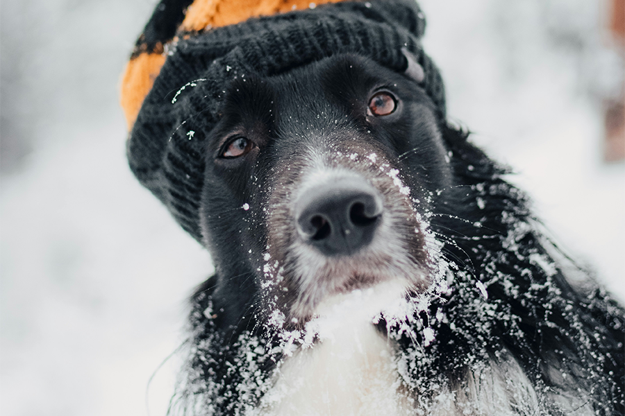 Winter Dog, Animal, Snow, Cold, Frosty